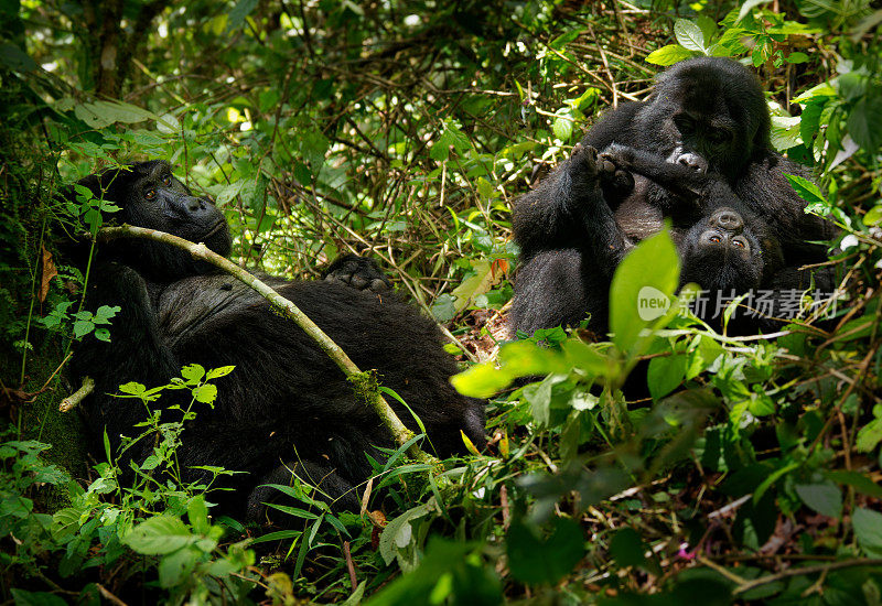 东部大猩猩(Gorilla beringei)极度濒危的现存最大灵长类动物，低地大猩猩或格劳尔大猩猩(graueri)在绿色雨林中，成人和儿童一起觅食玩耍